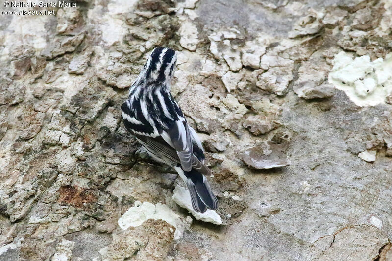 Paruline noir et blancadulte, identification, pêche/chasse