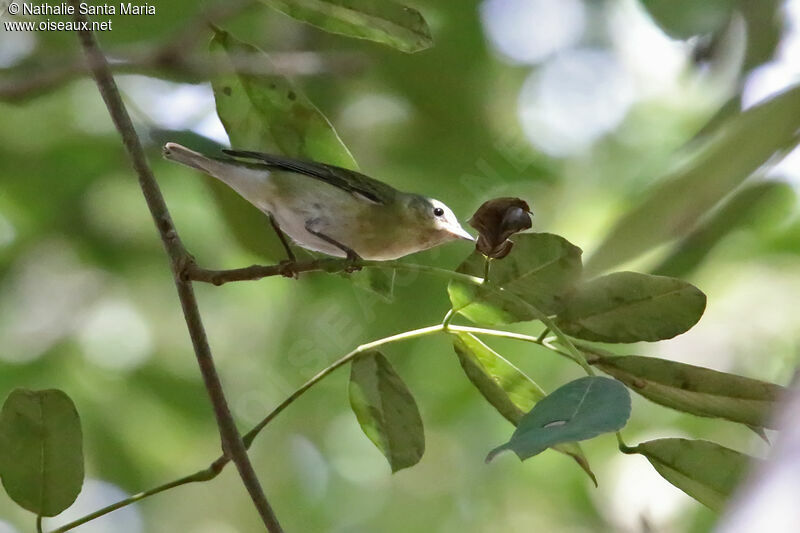 Tennessee Warbler