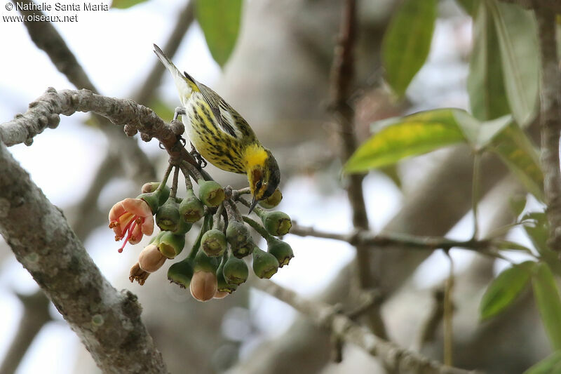 Cape May Warbleradult, identification, feeding habits, eats