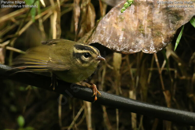 Three-striped Warbleradult, identification