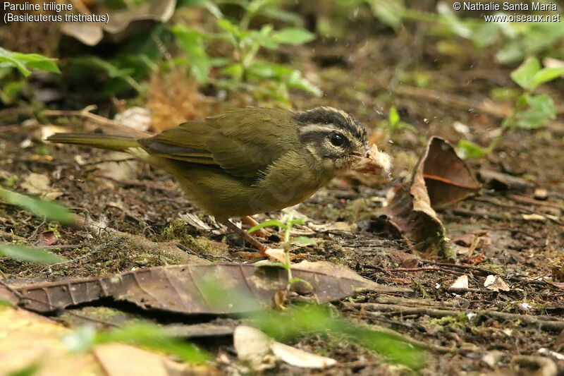 Three-striped Warbleradult, identification, feeding habits, eats