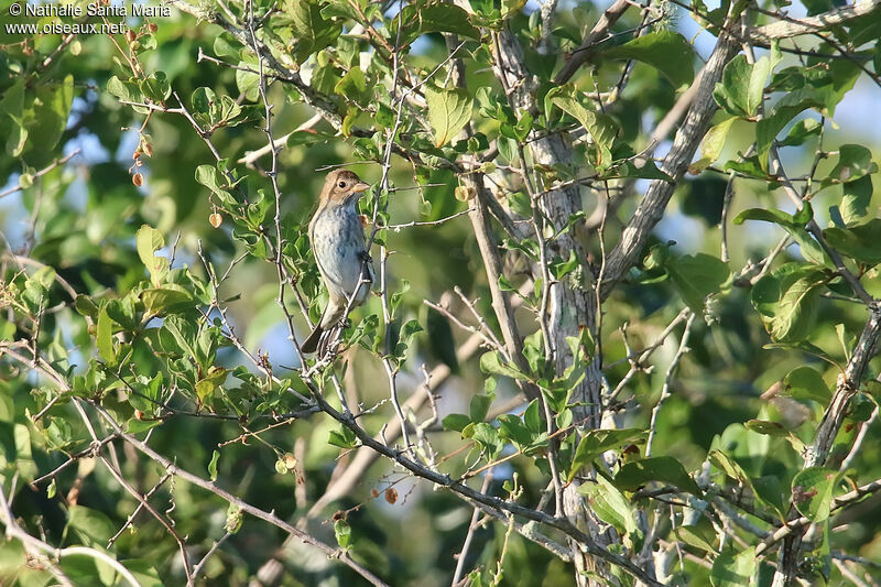 Passerin indigoimmature, identification