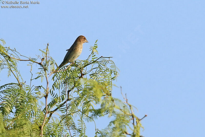 Passerin indigo femelle adulte, identification