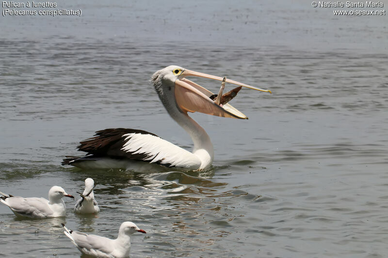 Australian Pelicanadult, identification, fishing/hunting