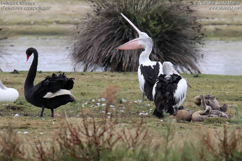 Pélican à lunettesadulte nuptial, habitat