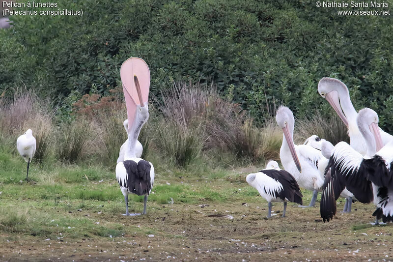 Pélican à lunettesadulte nuptial, identification, Comportement