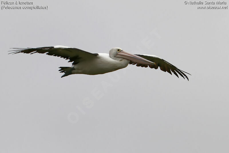 Australian Pelicanadult, Flight