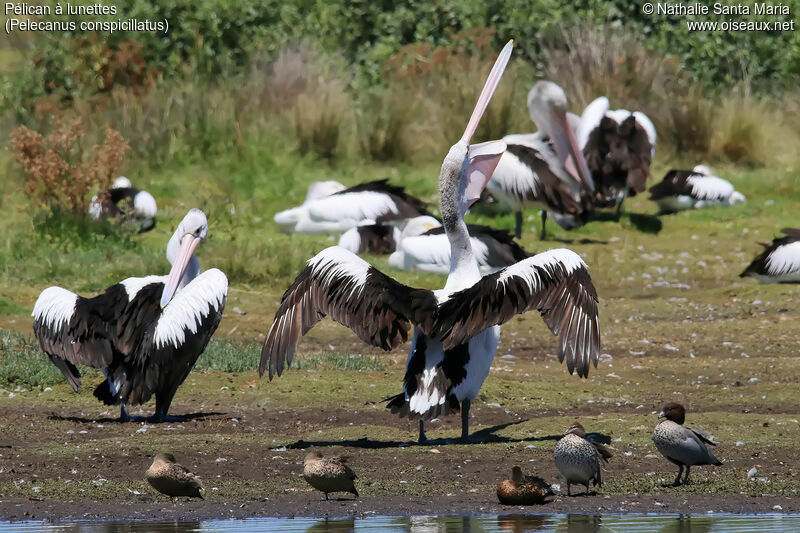 Pélican à lunettesadulte, identification, soins