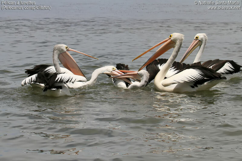 Pélican à lunettes, pêche/chasse