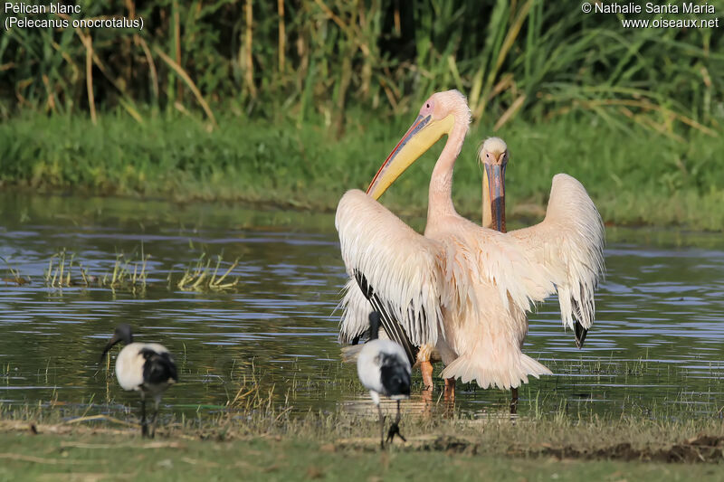 Pélican blancadulte, identification, habitat