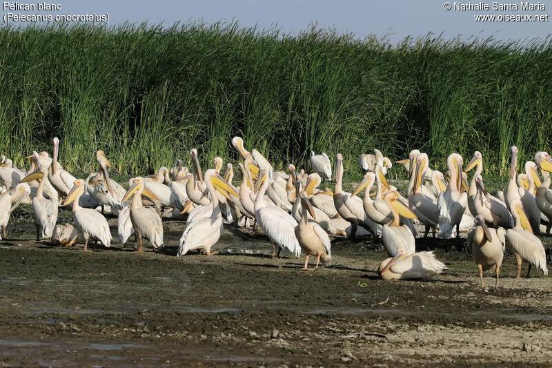 Pélican blancadulte, habitat, soins