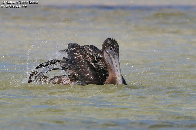 Brown Pelicanjuvenile, identification, care