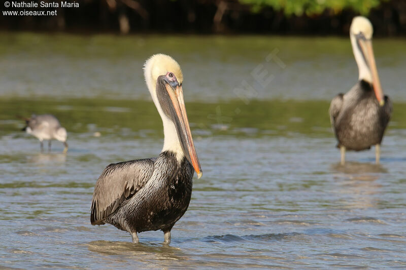 Brown Pelicanadult post breeding, identification