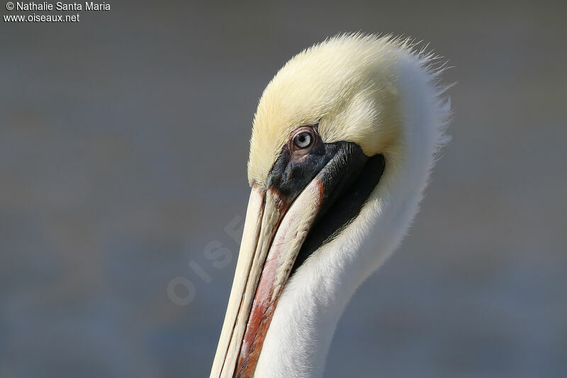 Brown Pelicanadult post breeding, close-up portrait