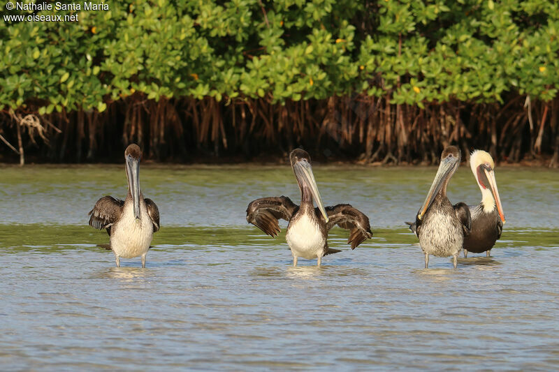 Brown Pelicanjuvenile, identification