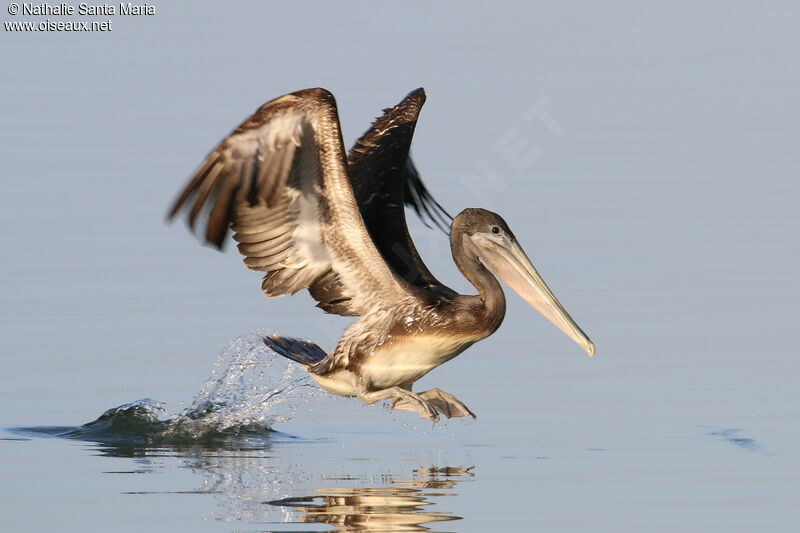 Brown Pelicanjuvenile, Flight