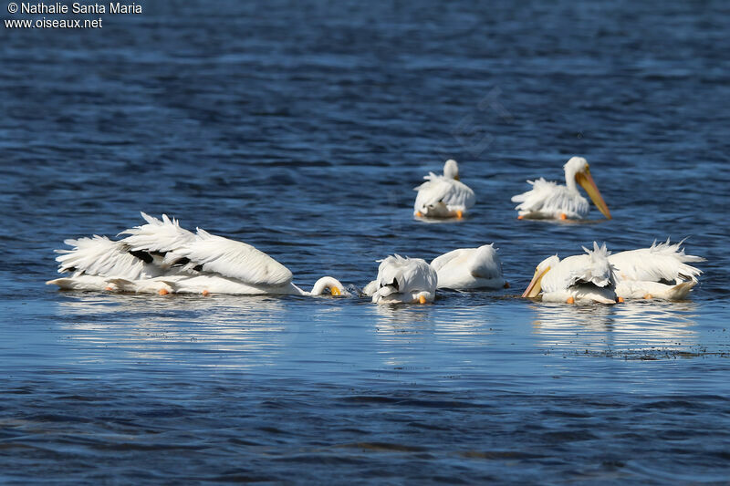 Pélican d'Amériqueadulte, habitat, pêche/chasse