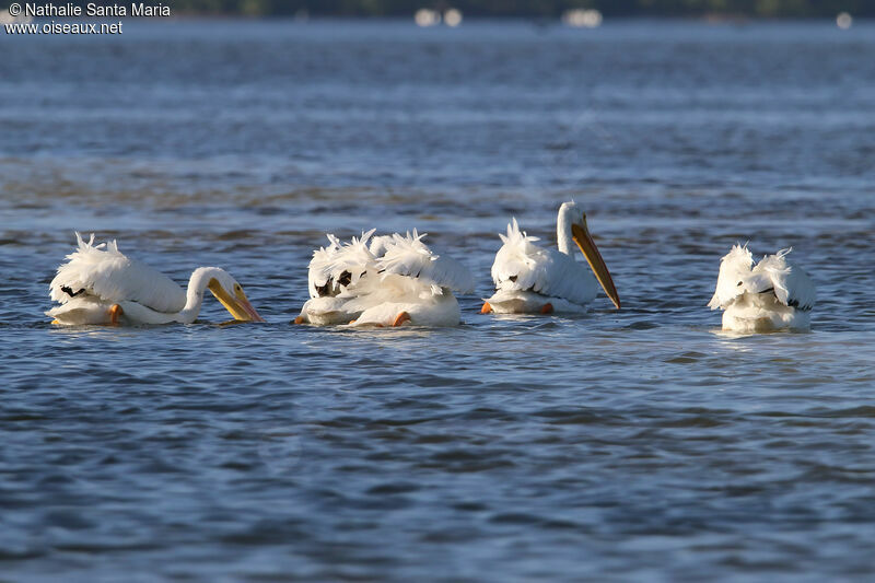 Pélican d'Amériqueadulte, habitat, nage, pêche/chasse