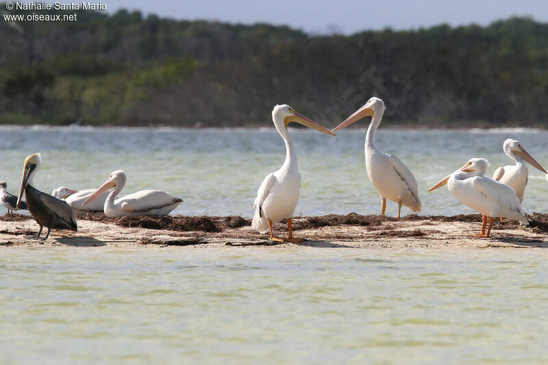 Pélican d'Amériqueadulte internuptial, habitat