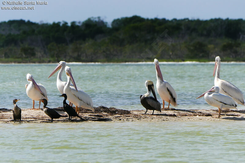 American White Pelican