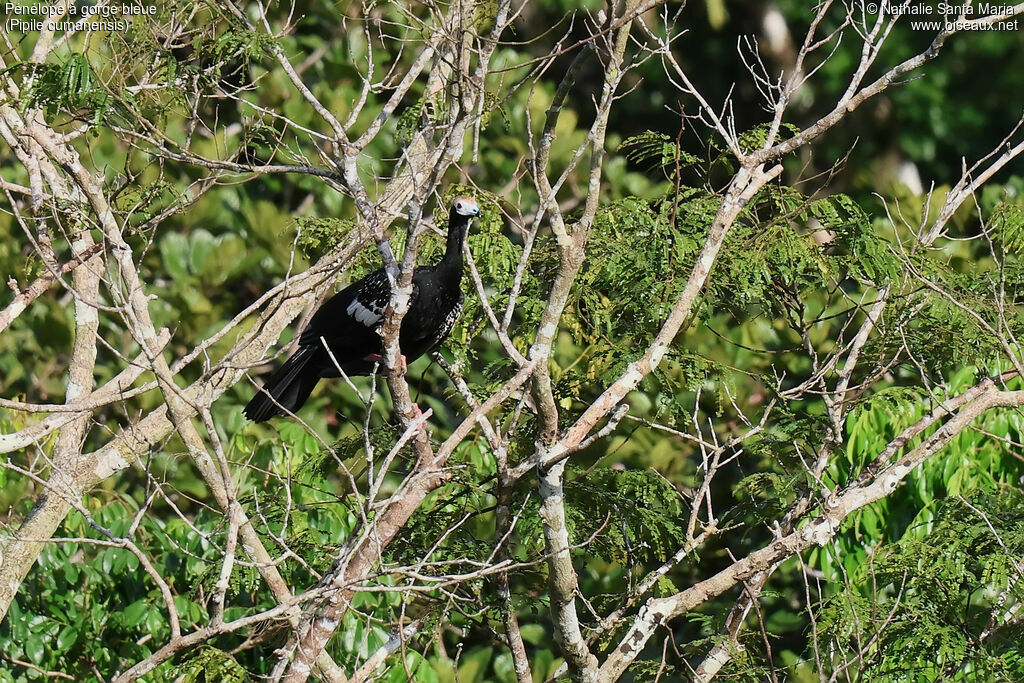 Blue-throated Piping Guanadult, identification