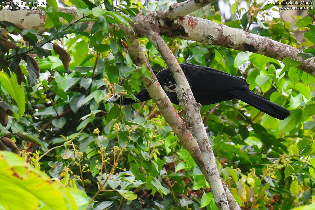 Blue-throated Piping Guanadult, identification