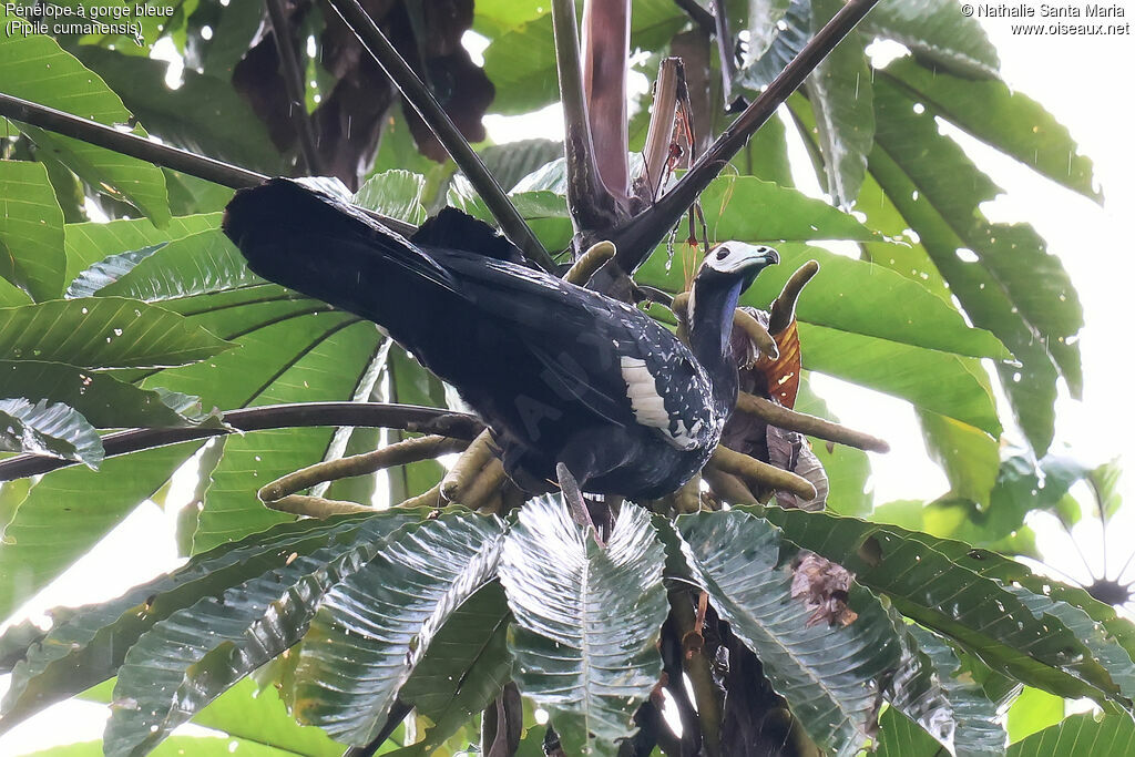 Pénélope à gorge bleueadulte, identification