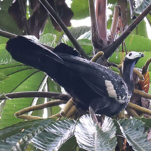 Pénélope à gorge bleue