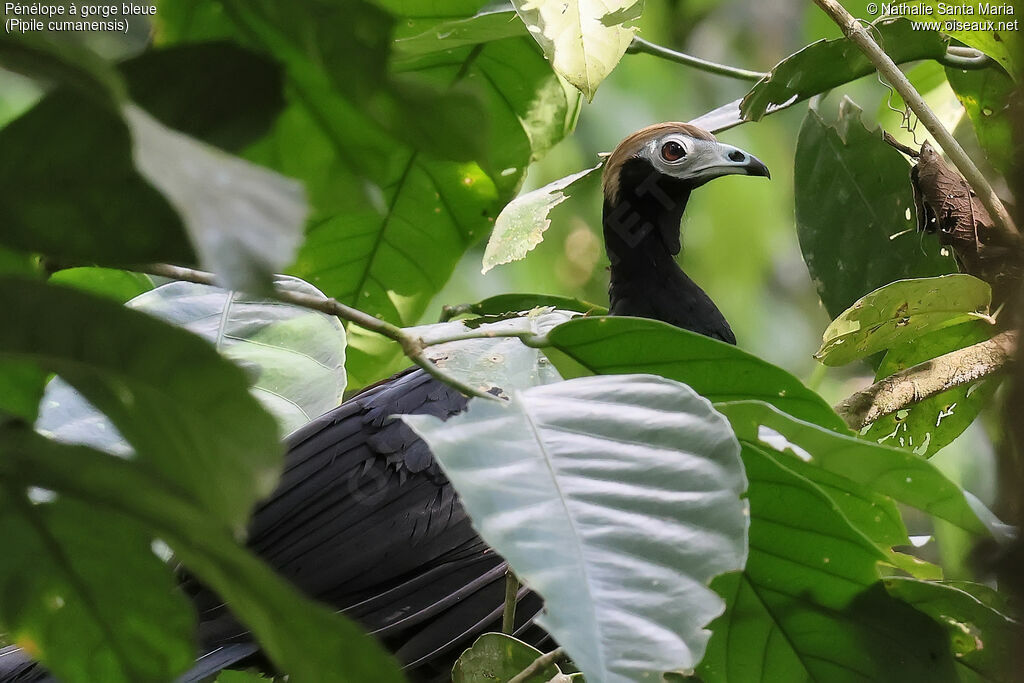 Blue-throated Piping Guan
