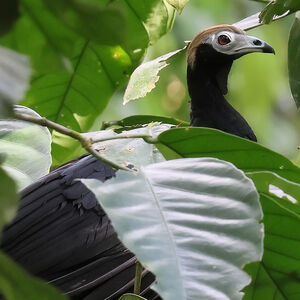 Pénélope à gorge bleue