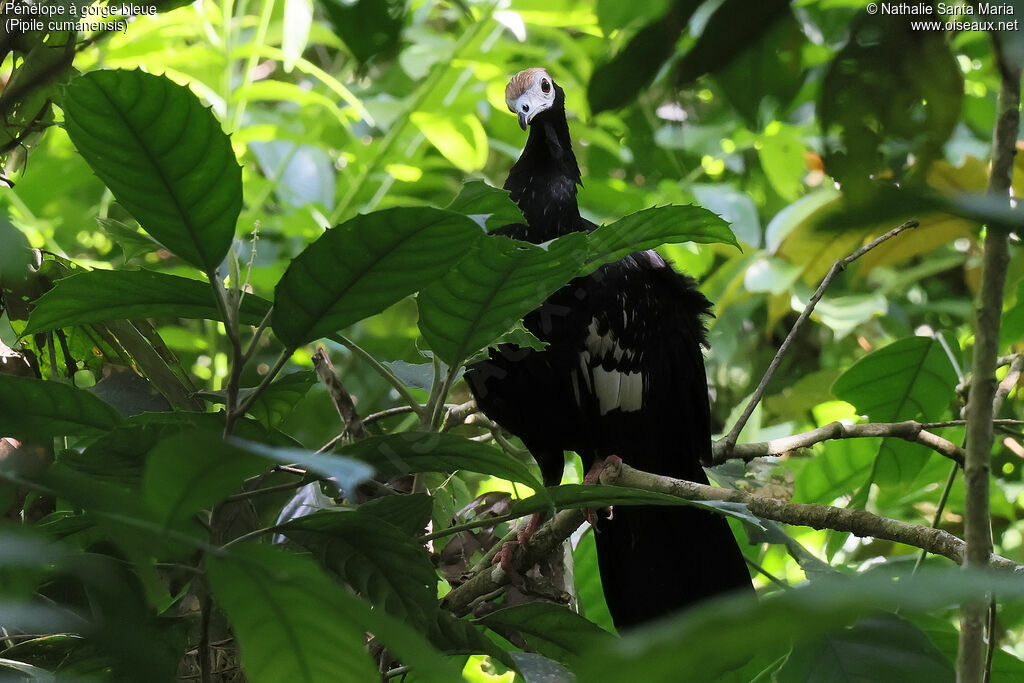 Blue-throated Piping Guan