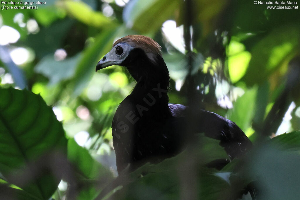 Blue-throated Piping Guan