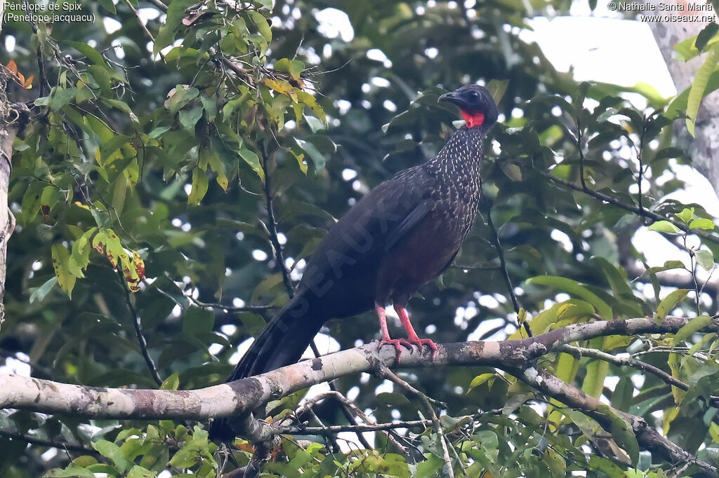 Spix's Guan