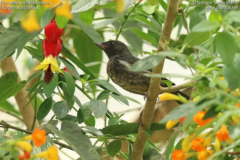 White-sided Flowerpiercerjuvenile, identification