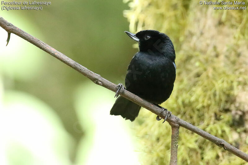 Glossy Flowerpiercer male adult, identification