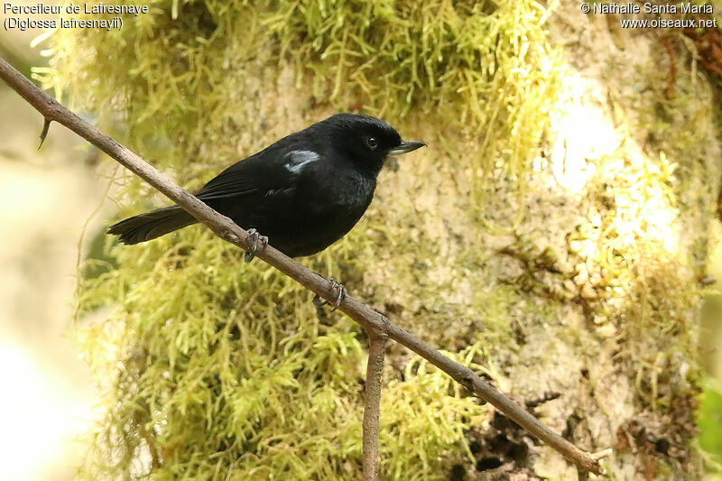 Percefleur de Lafresnaye mâle adulte, identification