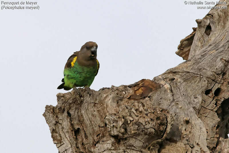 Meyer's Parrotimmature, identification, habitat