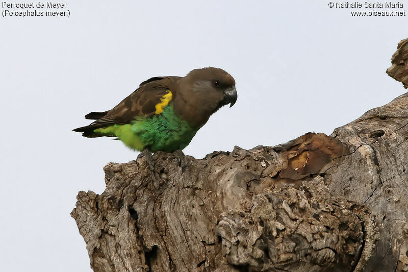 Meyer's Parrotimmature, identification, habitat