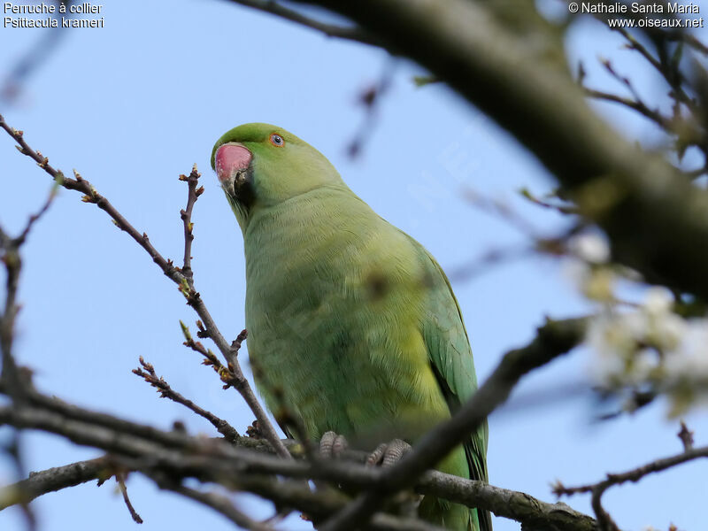 Rose-ringed Parakeet female adult