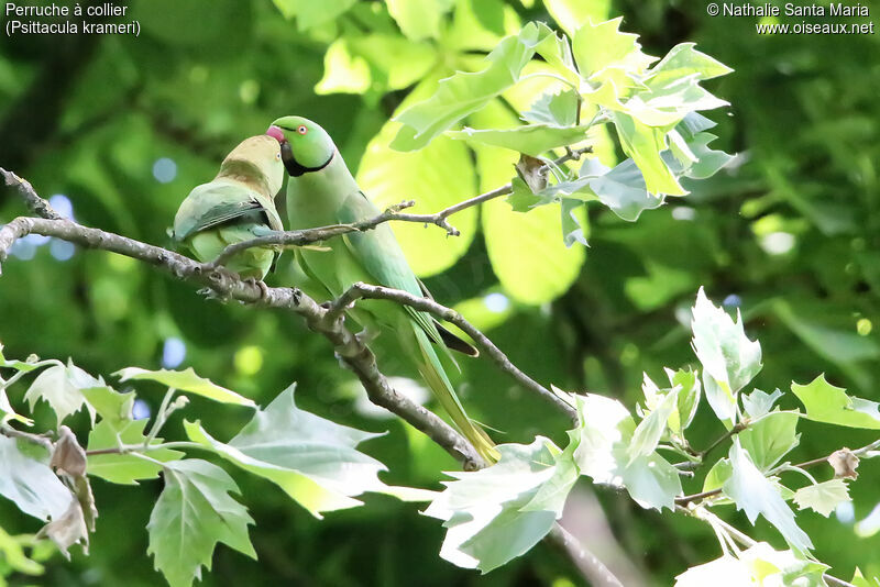 Rose-ringed Parakeetadult, habitat, courting display