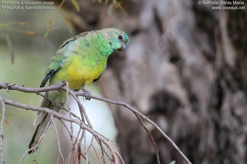 Red-rumped Parrot male adult, identification