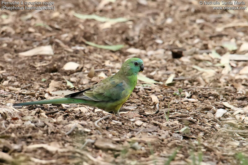 Red-rumped Parrot male adult, habitat, walking