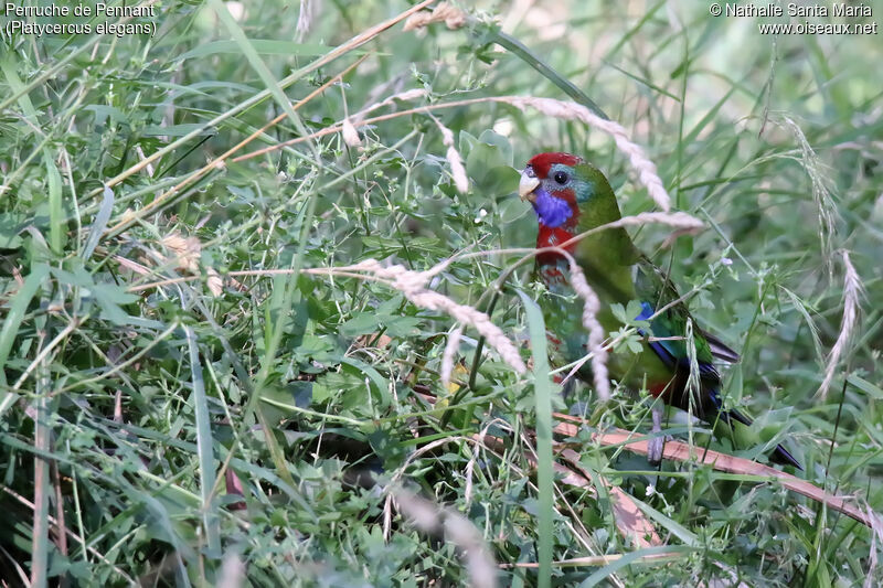 Perruche de Pennantjuvénile, identification