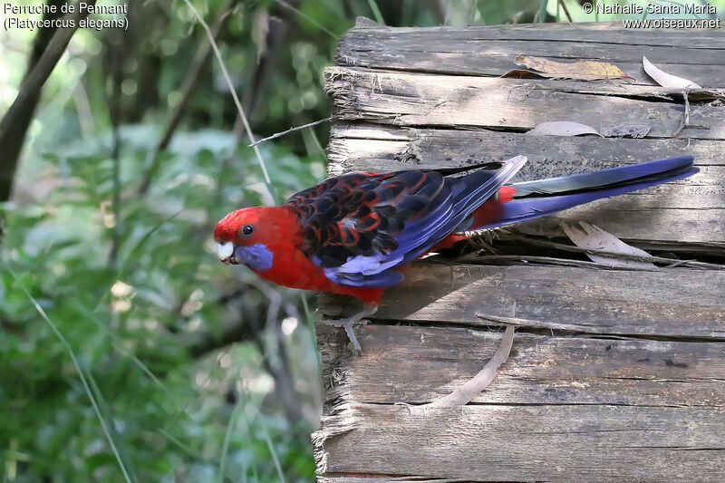 Perruche de Pennantadulte, identification