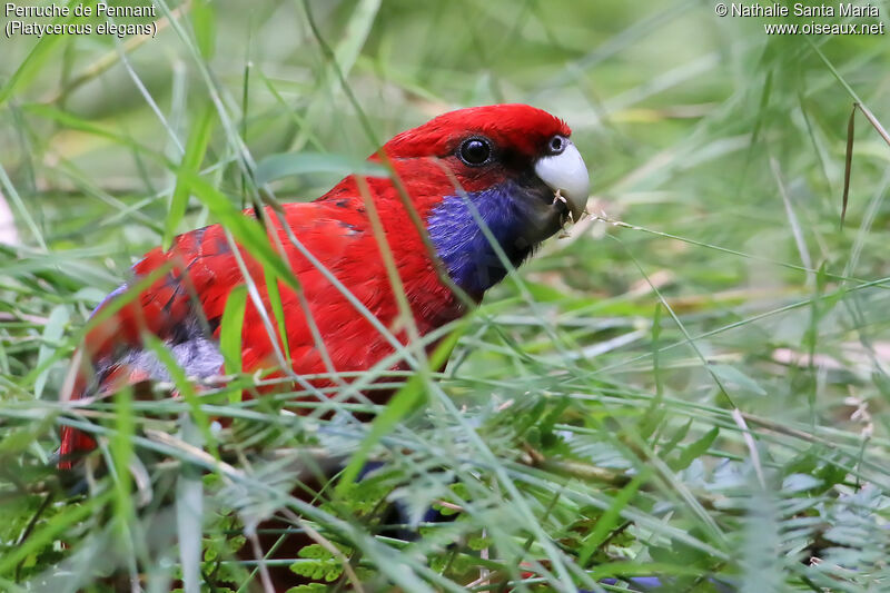 Crimson Rosellaadult, close-up portrait, eats