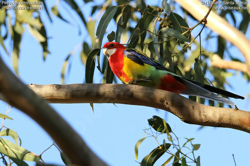 Eastern Rosellaadult, identification