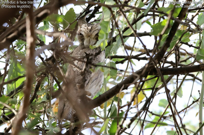 Petit-duc à face blancheadulte, identification, habitat