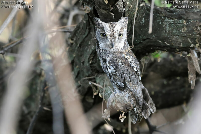 Petit-duc africainadulte, identification, habitat, camouflage