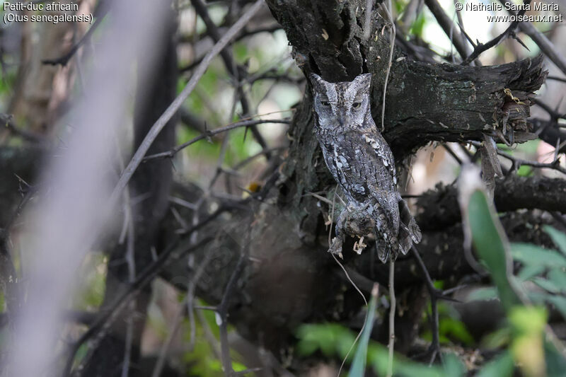 Petit-duc africainadulte, identification, habitat, camouflage