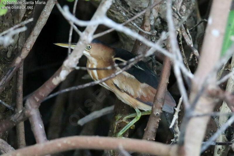 Petit Blongiosadulte, habitat